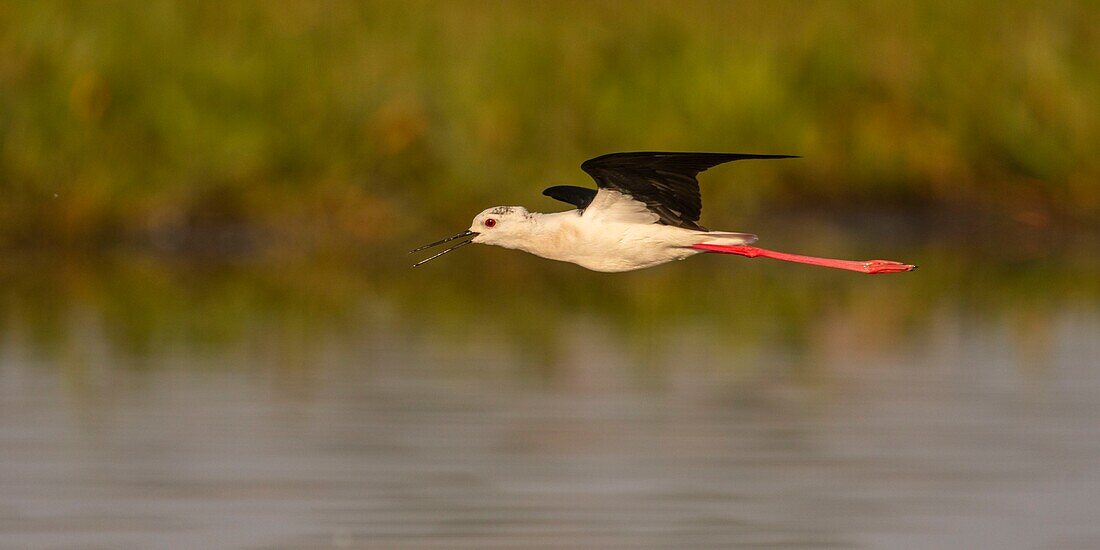 France,Somme,Baie de Somme,Baie de Somme Nature Reserve,Le Crotoy,White Stilt (Himantopus himantopus Black winged Stilt) in flight