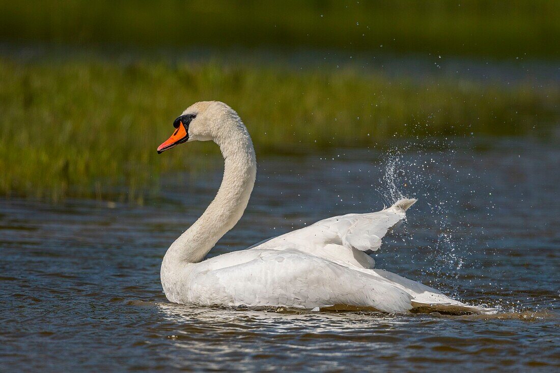 Frankreich,Somme,Bucht von Somme,Naturschutzgebiet der Bucht von Somme,Ornithologischer Park von Marquenterre,Höckerschwan (Cygnus olor) Bad (Toilette)