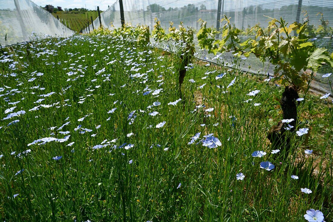 France,Tarn et Garonne,Saint Paul d'Espis,Guyraudelle Farm,Chasselas de Moissac,flax at the foot of the vine