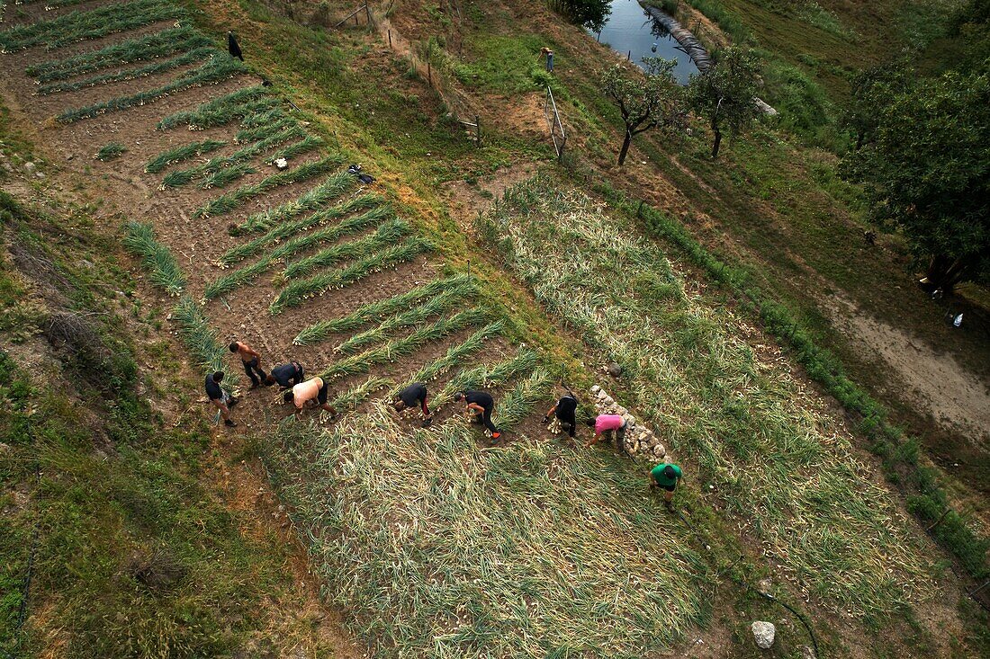 France,Gard,Sumene,hamlet of Sanissas,establishment Fesquet,producer of Cevennes onions,labeled AOP and AOC,manual harvest,aerial view