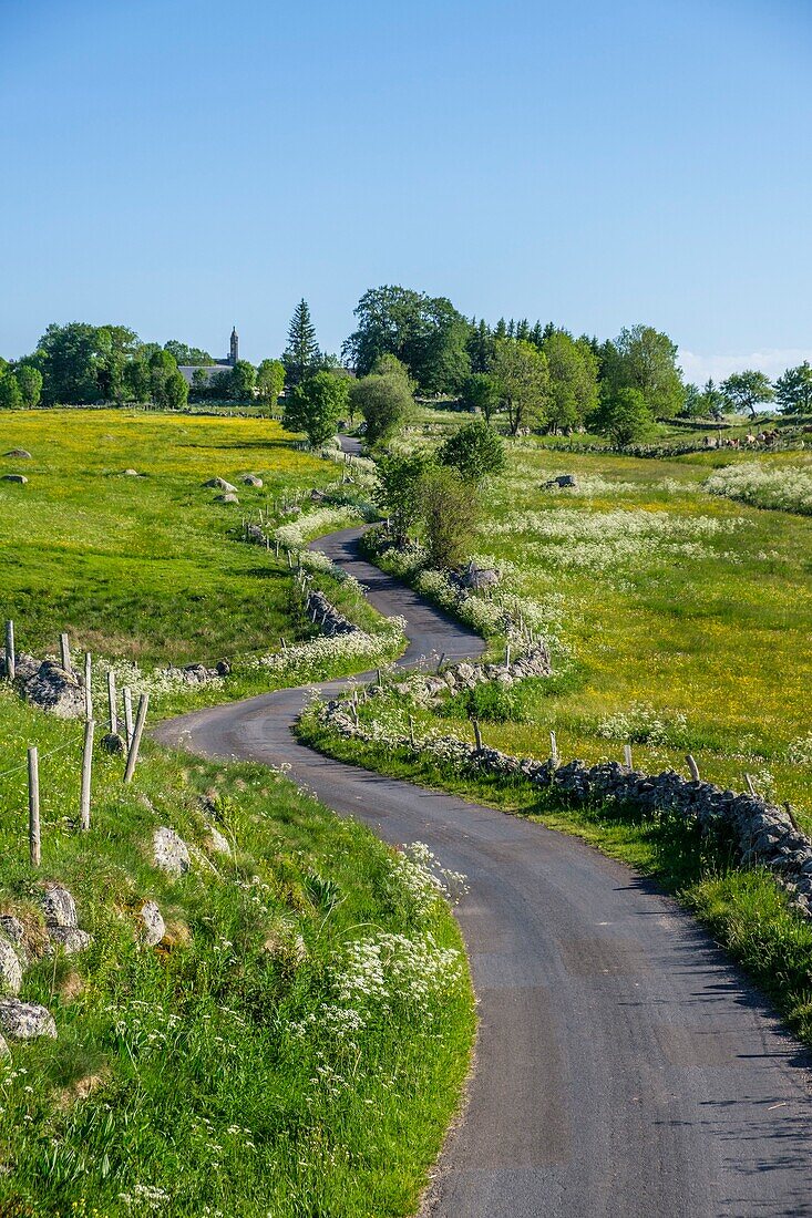 France,Lozere,Aubrac Regional Nature Park,route of Santiago de Compostela on the Aubrac plateau listed as World Heritage by UNESCO,landscape near Marchastel