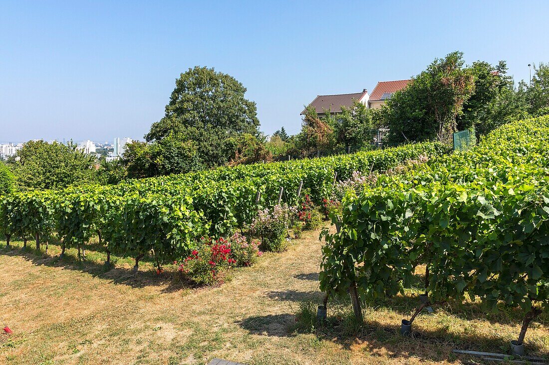 France,Seine Saint Denis,Rosny sous Bois,Vineyards of Haute Feronne