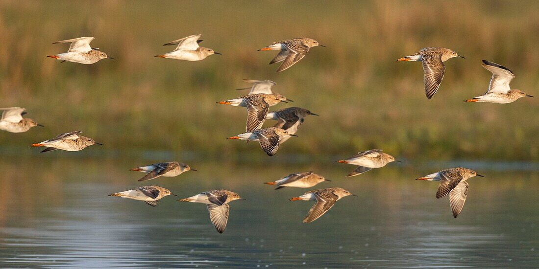 France,Somme,Baie de Somme,Le Crotoy,ruffs (Philomachus pugnax) in the marsh