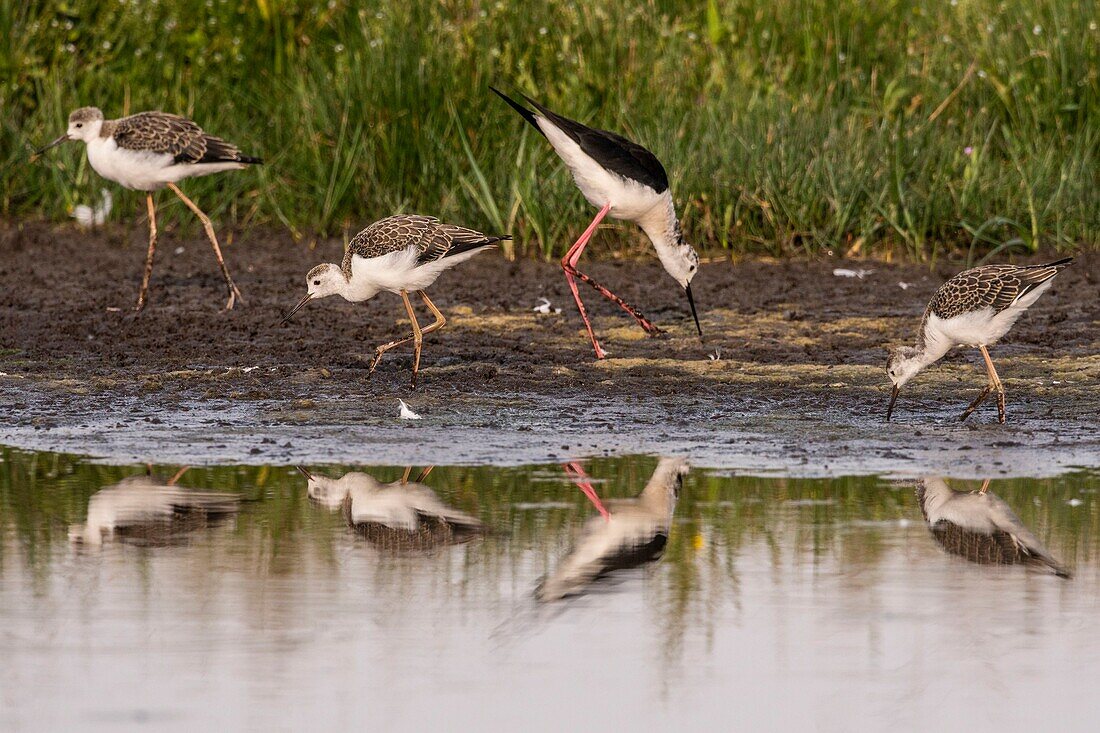 France,Somme,Somme Bay,Crotoy Marsh,Le Crotoy,White Stilt (Himantopus himantopus - Black-winged Stilt) and its three young juveniles