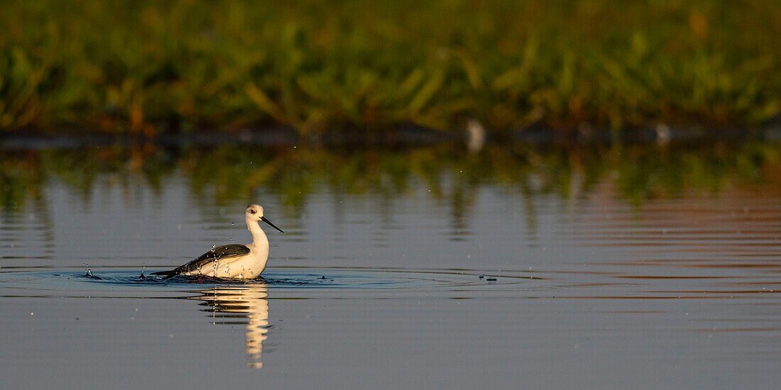 France,Somme,Baie de Somme,Natural Reserve of the Baie de Somme,Le Crotoy,White Stilt (Himantopus himantopus Black winged Stilt) Toilet and bath