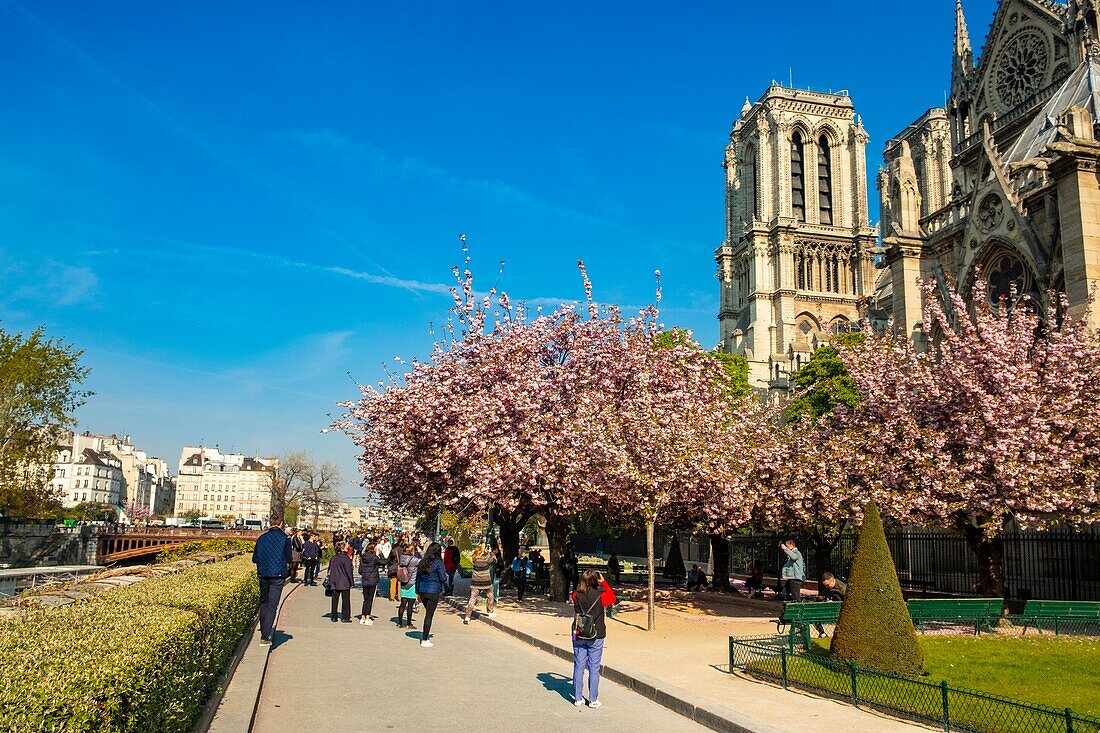 France,Paris,area listed as World Heritage by UNESCO,Ile de la Cité,Notre-Dame cathedral and the cherry blossoms in spring a few hours before the terrible fire which ravaged the entire structure
