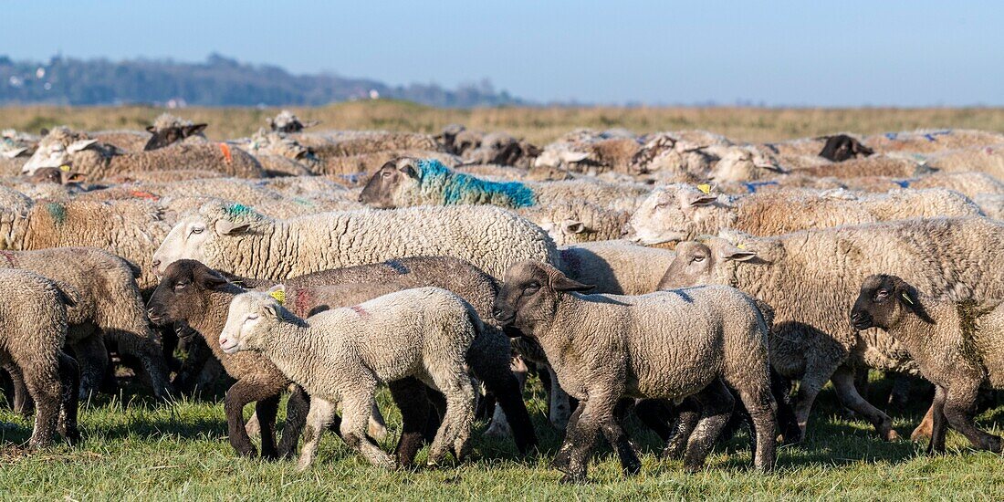 France,Somme,Baie de Somme,Le Crotoy,salt meadow sheep in the Baie de Somme in spring,at this time of year,sheep still have their wool and lambs are still small,a few goats accompany the flock to guide him in the meadows