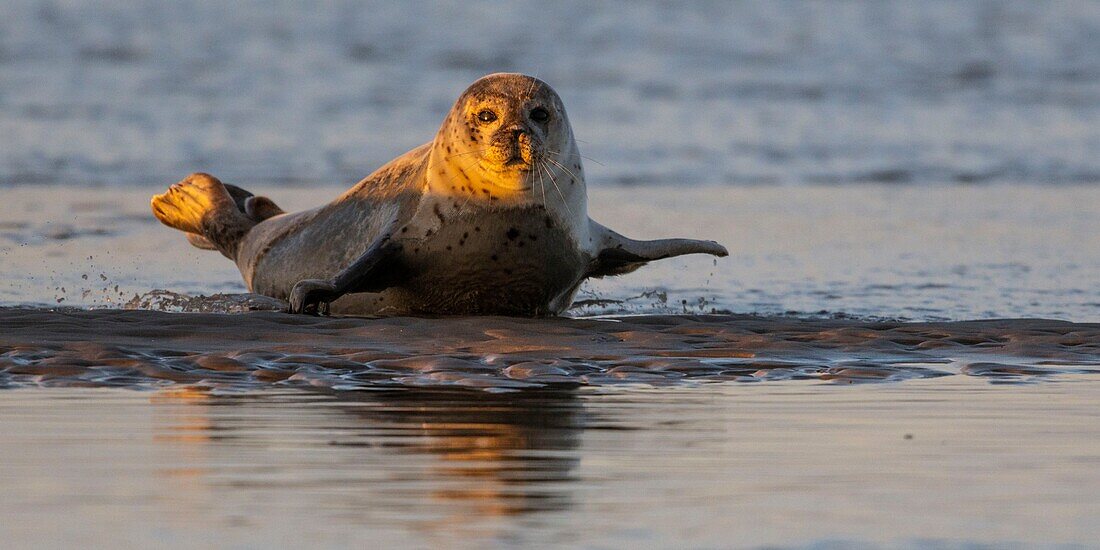 France,Pas de Calais,Cote d'Opale,Authie Bay,Berck sur mer,common seal (Phoca vitulina) resting on sandbanks at low tide