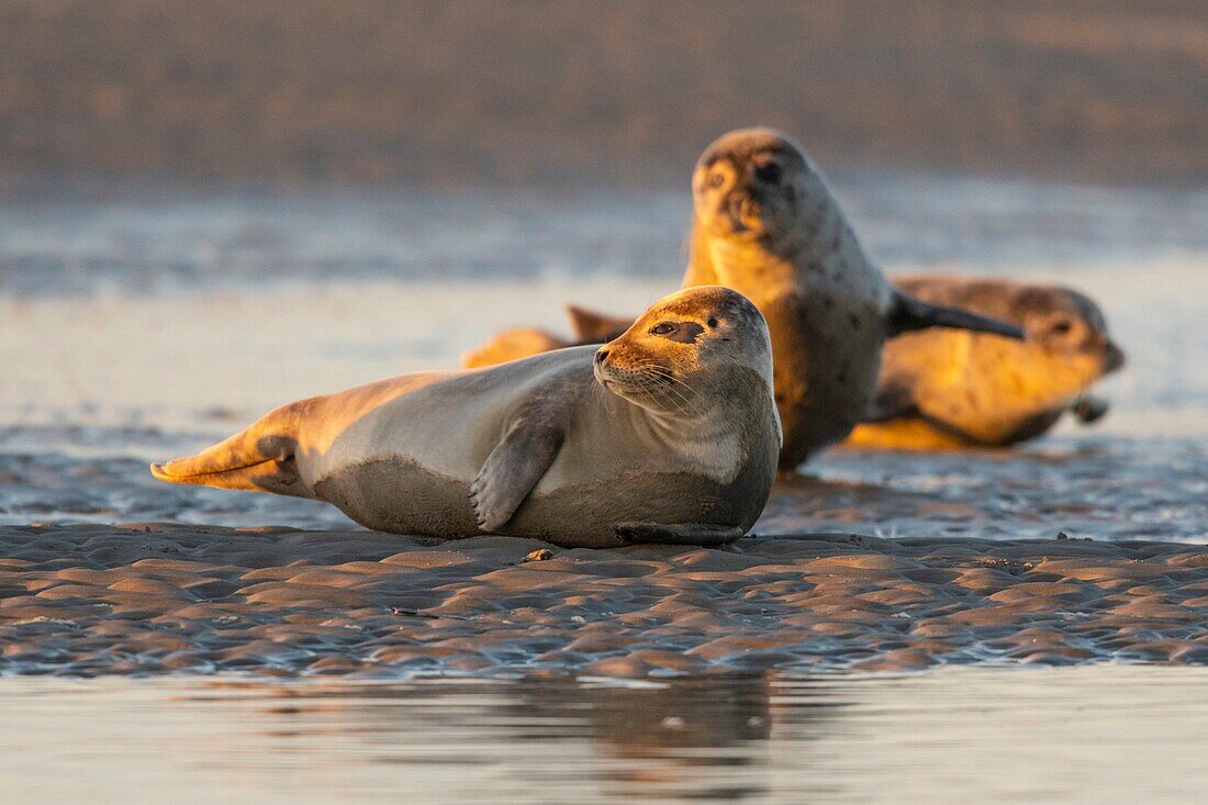 France,Pas de Calais,Cote d'Opale,Authie Bay,Berck sur mer,common seal (Phoca vitulina) resting on sandbanks at low tide