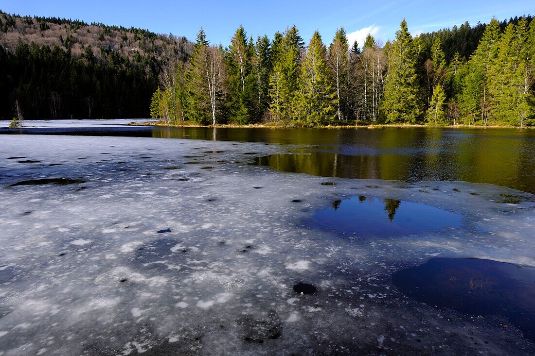 Frankreich,Vogesen,La Bresse,Lispachsee,Torfmoor,Spätwinter