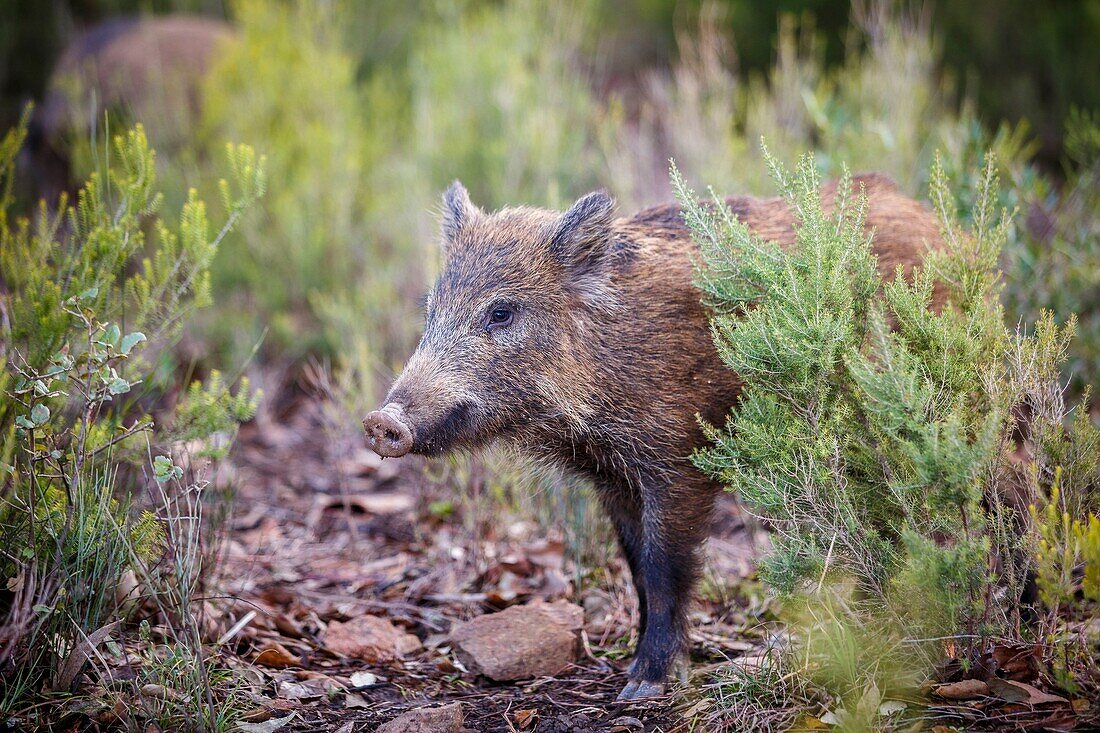 France,Var,Saint Raphael,Esterel mountains,boar (Sus scrofa)