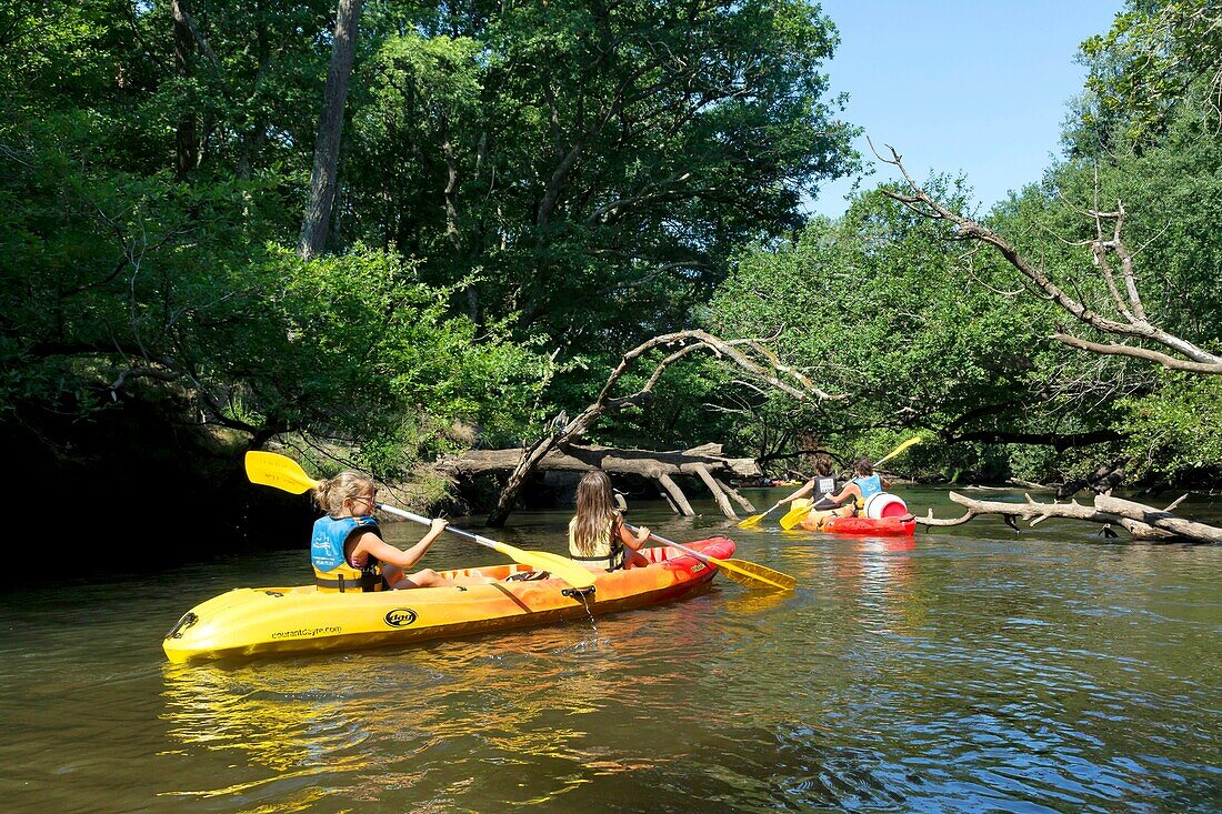 France,Gironde,Val de L'Eyre,Parc Naturel Régional des Landes de Gascogne,Salles,Leyre river,canoeing on the river