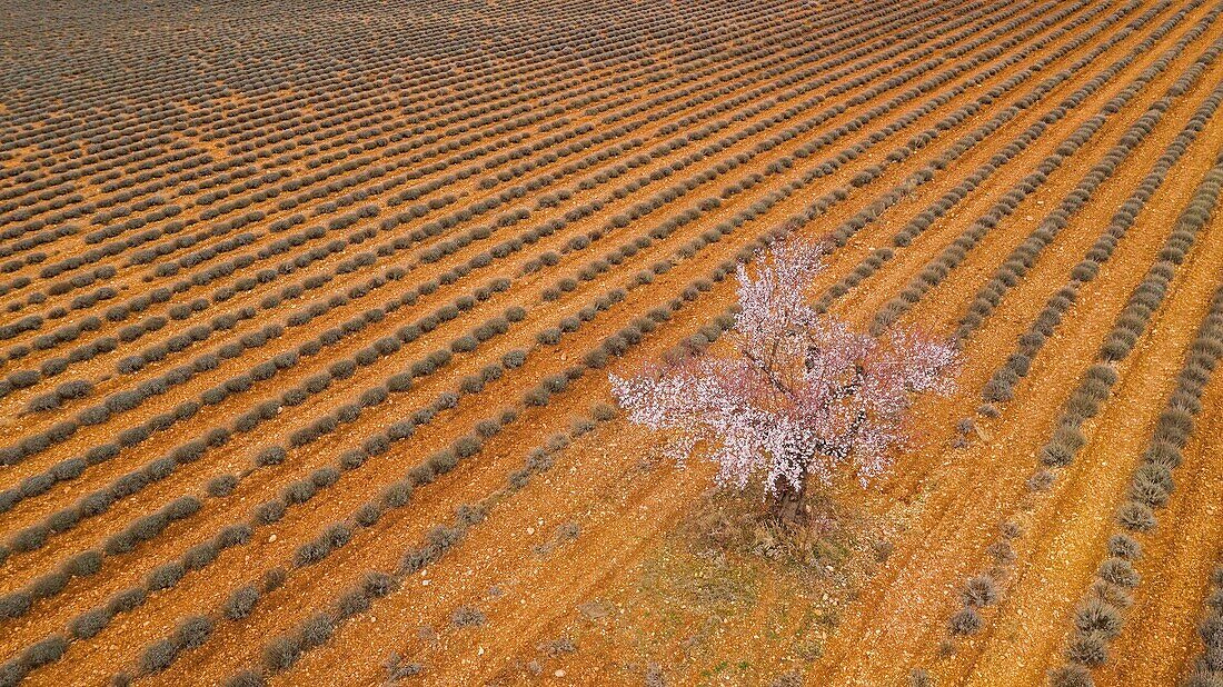 France,Alpes de Haute Provence,Verdon Regional Nature Park,Plateau de Valensole,Saint Jurs,lavender and almond blossom field (aerial view)