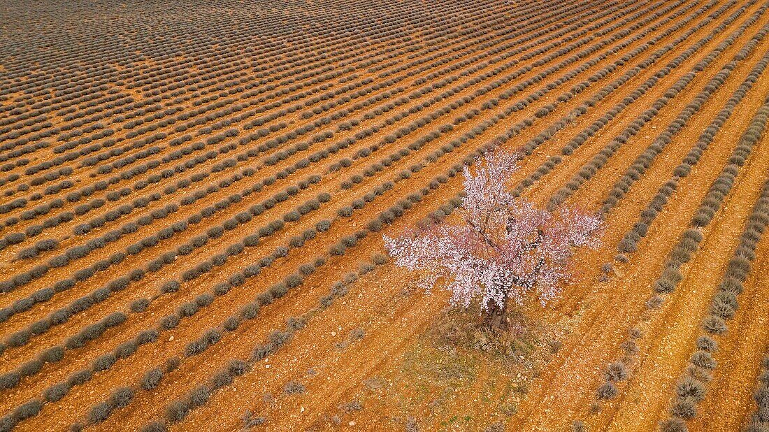 Frankreich,Alpes de Haute Provence,Regionaler Naturpark Verdon,Plateau de Valensole,Saint Jurs,Lavendel- und Mandelblütenfeld (Luftaufnahme)