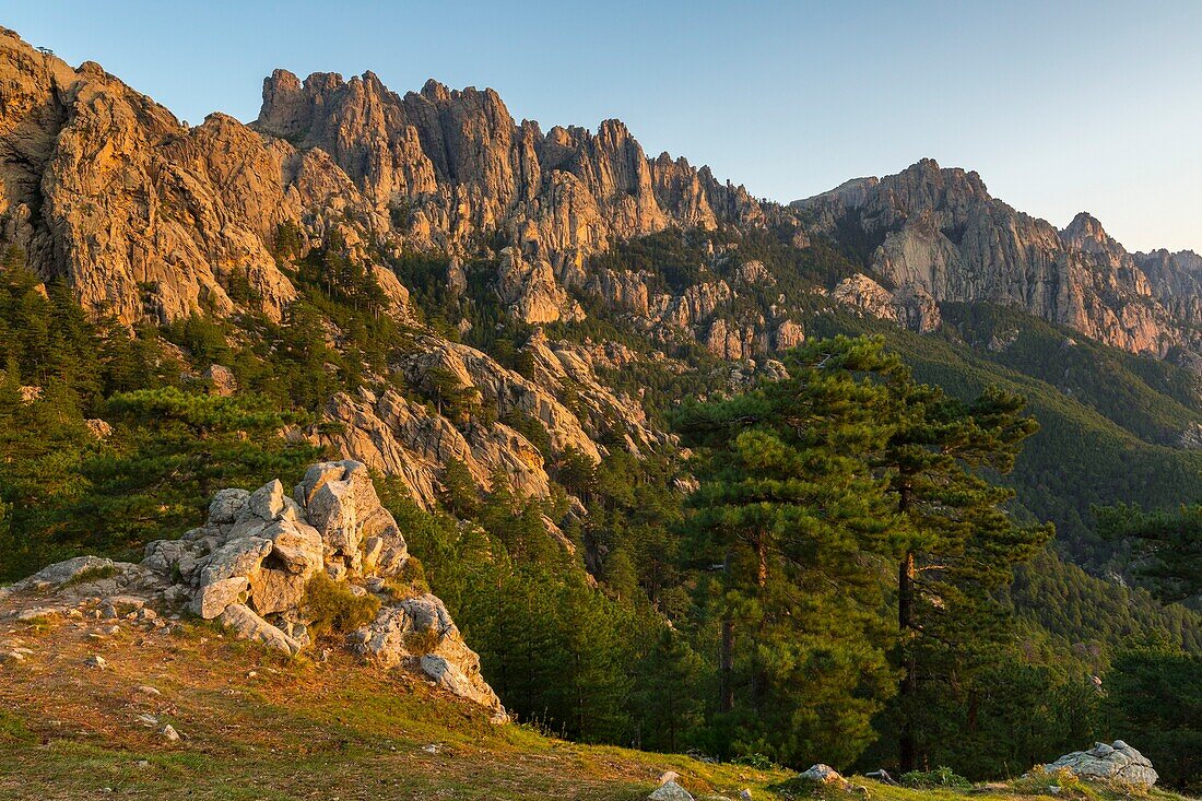 Frankreich,Corse du Sud,Quenza,Nadeln von Bavella vom Col de Bavella,Laricio de Corsica Kiefer (Pinus nigra corsicana)