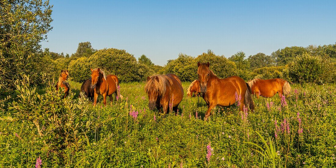 Frankreich,Somme,Tal der Somme,Sümpfe von Epagne-Epagnette,der Sumpf in den frühen Morgenstunden, während sich der Nebel auflöst,der Sumpf wird von Ponys für Öko-Weiden bevölkert