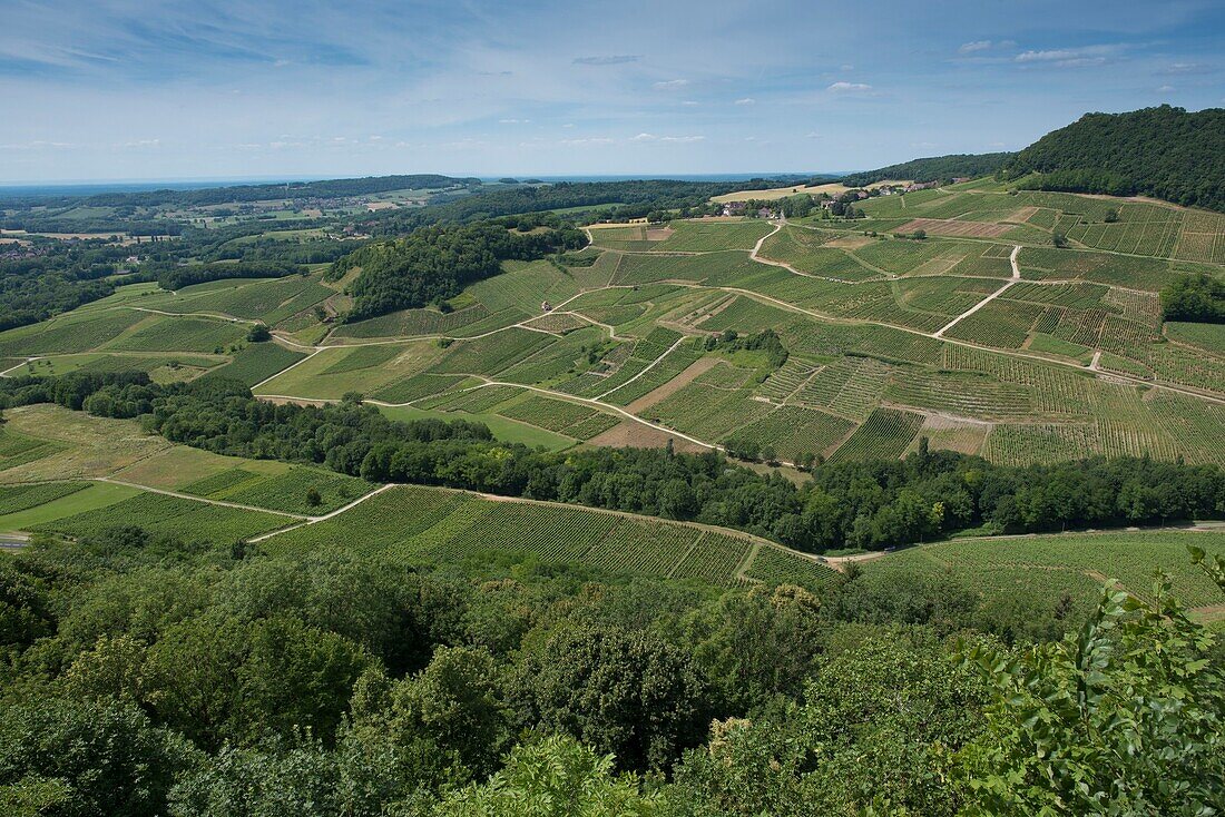 France,Jura,Chateau Chalon,the vineyard