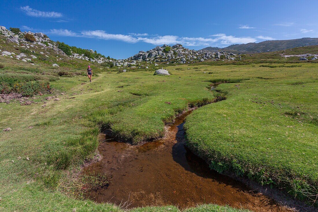 France,Corse du Sud,Alta Rocca region,mountain bogs locally called pozzines on the plateau of Cuscionu