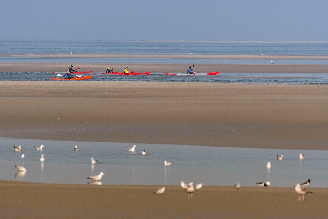 France,Somme,Baie de Somme,Le Hourdel,Indonesian canoes and canoe kayak during high tides,the boats come to wait for the flow and the tidal bore at the entrance of the bay and then go up helped by the strong current,sometimes accompanied by the seals,some fail their boat on the sandbanks to watch the birds dislodged by the tide