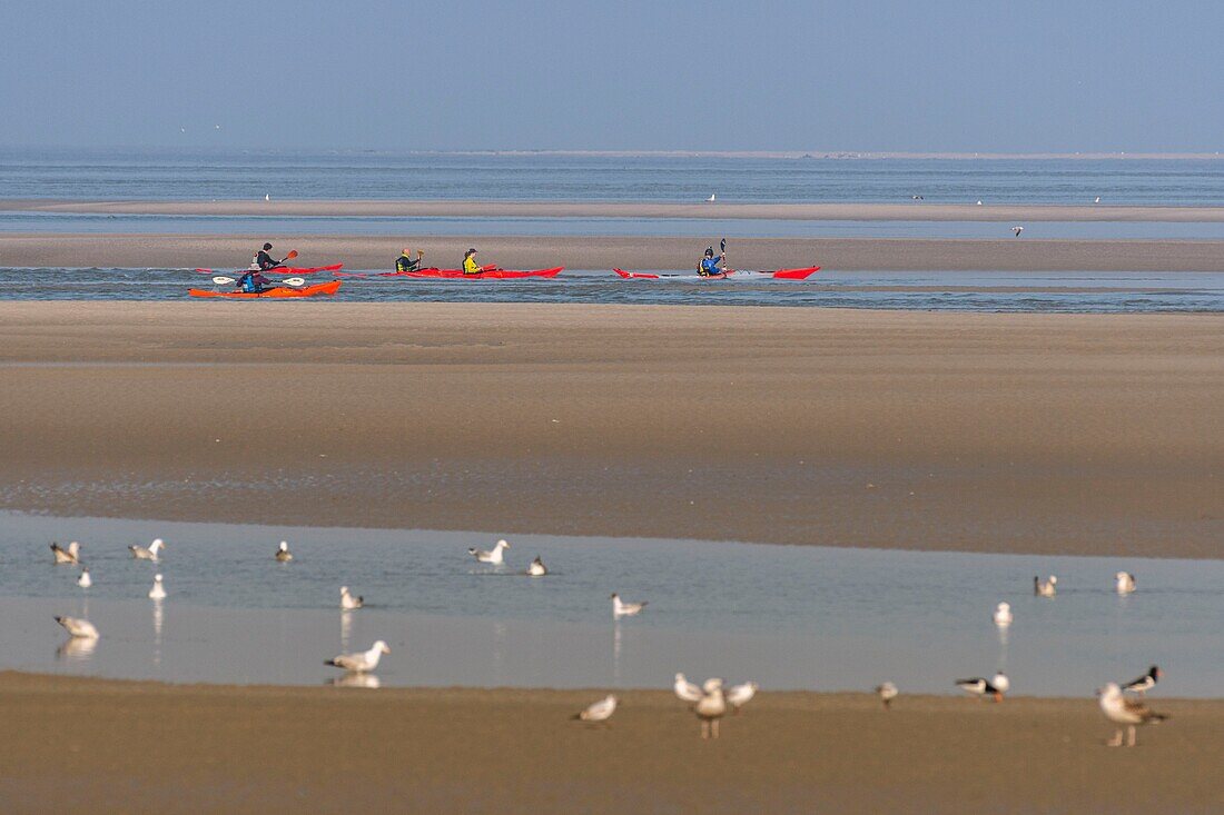 Frankreich,Somme,Baie de Somme,Le Hourdel,Kanus und Kajaks aus Indonesien bei Flut,die Boote kommen, um die Strömung und die Gezeiten am Eingang der Bucht abzuwarten und dann mit Hilfe der starken Strömung hinaufzufahren,manchmal in Begleitung von Robben,manche lassen ihr Boot auf den Sandbänken liegen, um die von der Flut vertriebenen Vögel zu beobachten