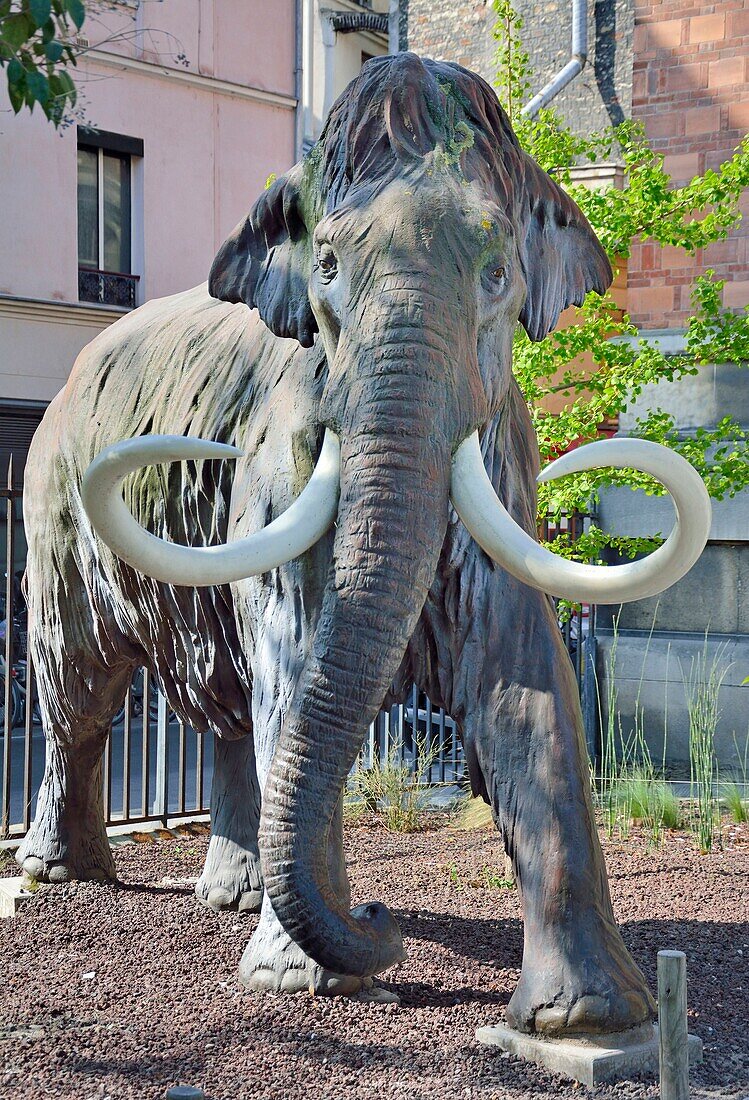 Frankreich,Paris,der Jardin des Plantes (Pflanzengarten),Mammut