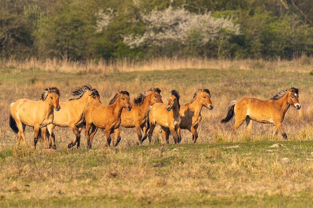 France,Somme,Baie de Somme,Le Crotoy,Henson horses in the Crotoy marsh in the Baie de Somme,this rustic and well adapted horse race was created by the breeders of the Baie de Somme