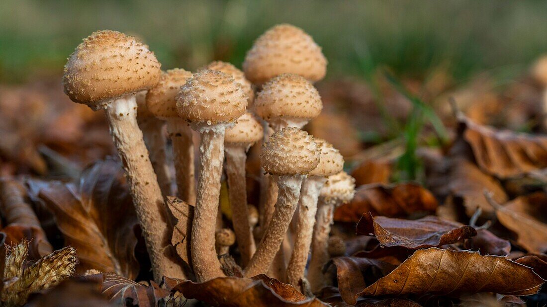 France,Somme,Crécy forest,Crécy-en-Ponthieu,Armillaria mellea - Armillary honey color - The mushrooms of the Crécy forest in autumn