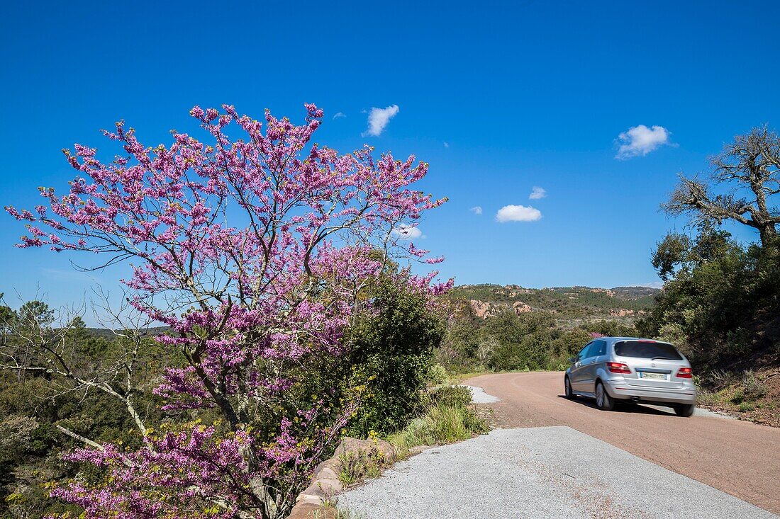 France,Var,Saint Raphael,massif of Esterel,Judas tree (Cercis siliquastrum) in flowers