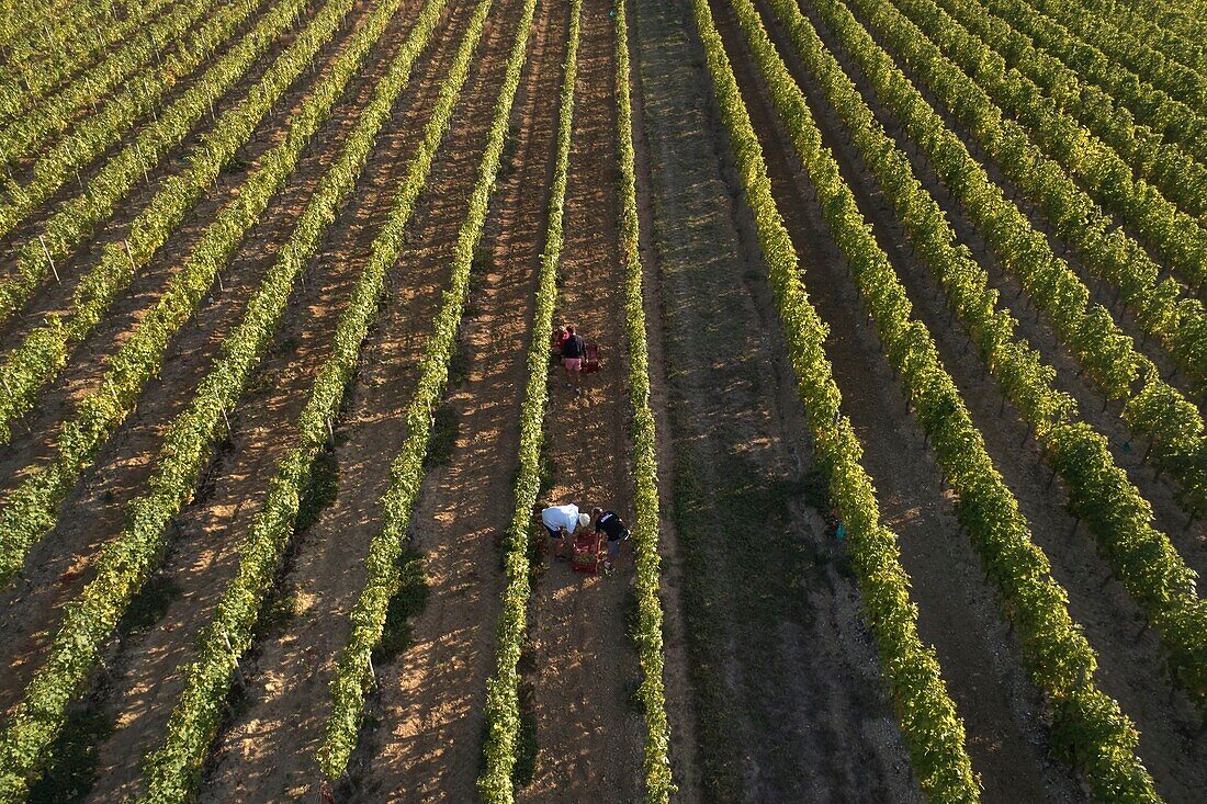 France,Tarn et Garonne,Moissac,Gilbert Lavilledieu,grape producer,Chasselas,manual grape harvest,aerial view