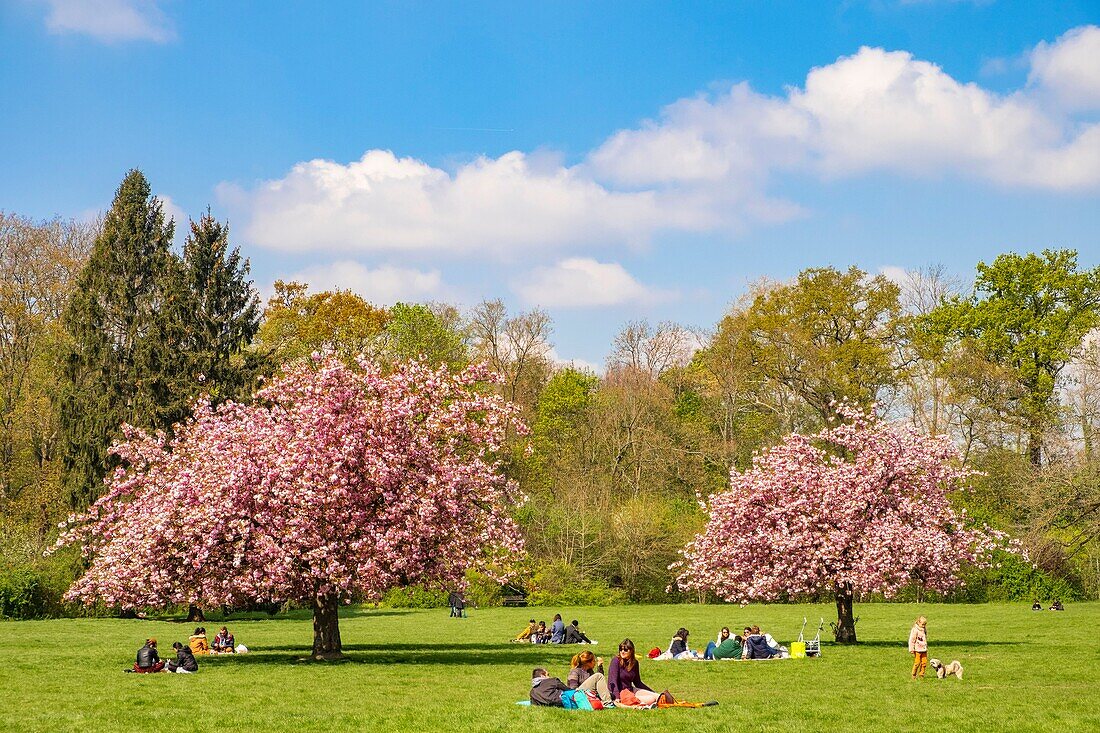 Frankreich,Hauts de Seine,der Park von Sceaux,Kirschblüten