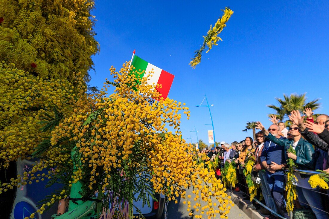 France,Alpes Maritimes,Mandelieu la Napoule,Feast of Mimosa