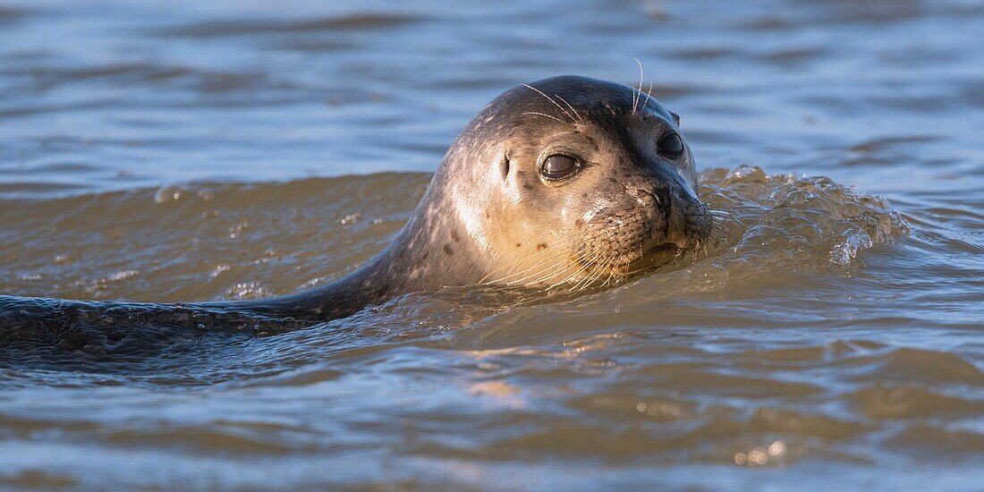 France,Pas de Calais,Cote d'Opale,Authie Bay,Berck sur mer,common seal (Phoca vitulina) swimming