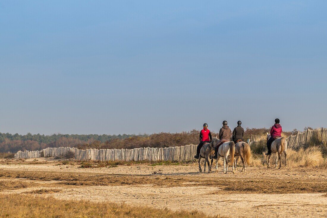 Frankreich,Somme,Bucht von Somme,Naturreservat der Bucht von Somme,Le Crotoy,Strände von Maye,Reiter kommen, um in der Bucht von Somme im Naturreservat zu reiten