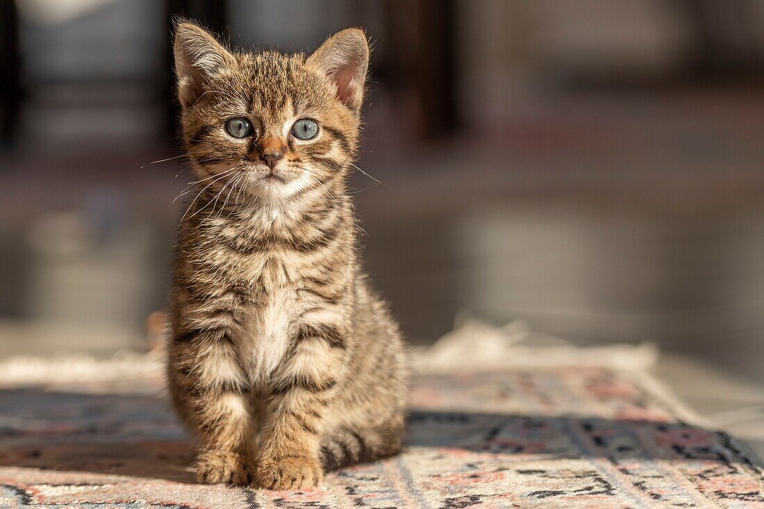 France,Somme,Marcheville,7 weeks old female kitten,on the carpet in the house