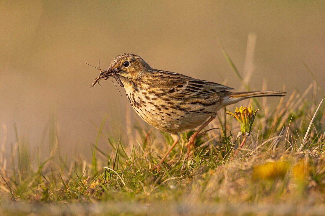 France,Somme,Baie de Somme,Cayeux sur Mer,The hâble d'Ault,Meadow pipit (Anthus pratensis Meadow Pipit)