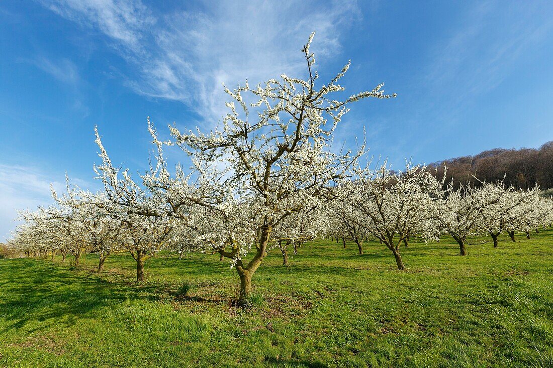 France,Meurthe et Moselle,Cote de Toul,Lagney,cherry plum trees in bloom