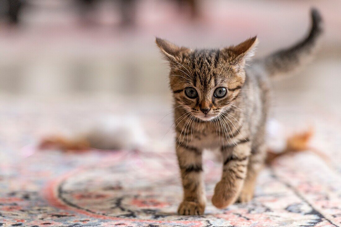 France,Somme,Marcheville,Pistachio,7 weeks old female kitten,plays in the house