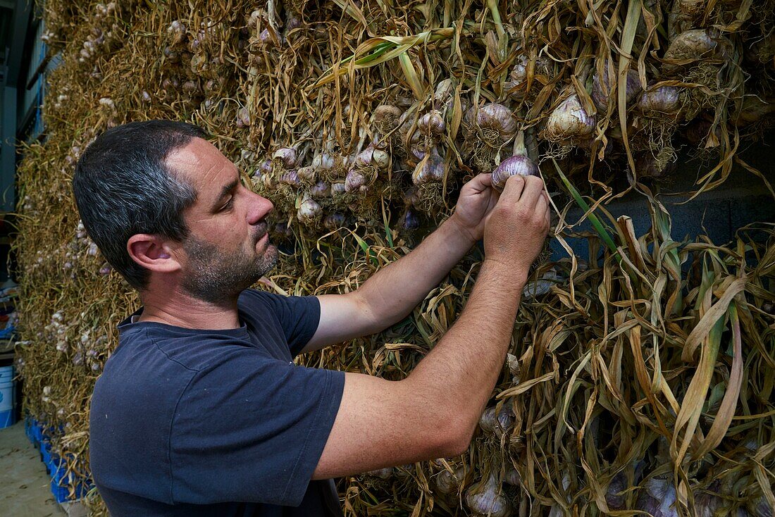 France,Tarn et Garonne,portrait of Sebastien Taupiac,producer of Ail Violet,AOC,and President of the Cadours Garlic Violet Syndicate