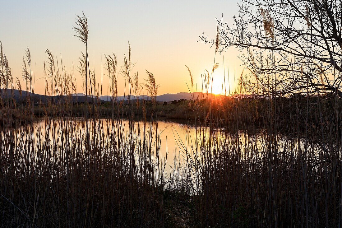 France,Var,Frejus,district of Saint Aygulf,Conservatoire du Littoral,protected natural area,wetland of the etangs de Villepey,reed