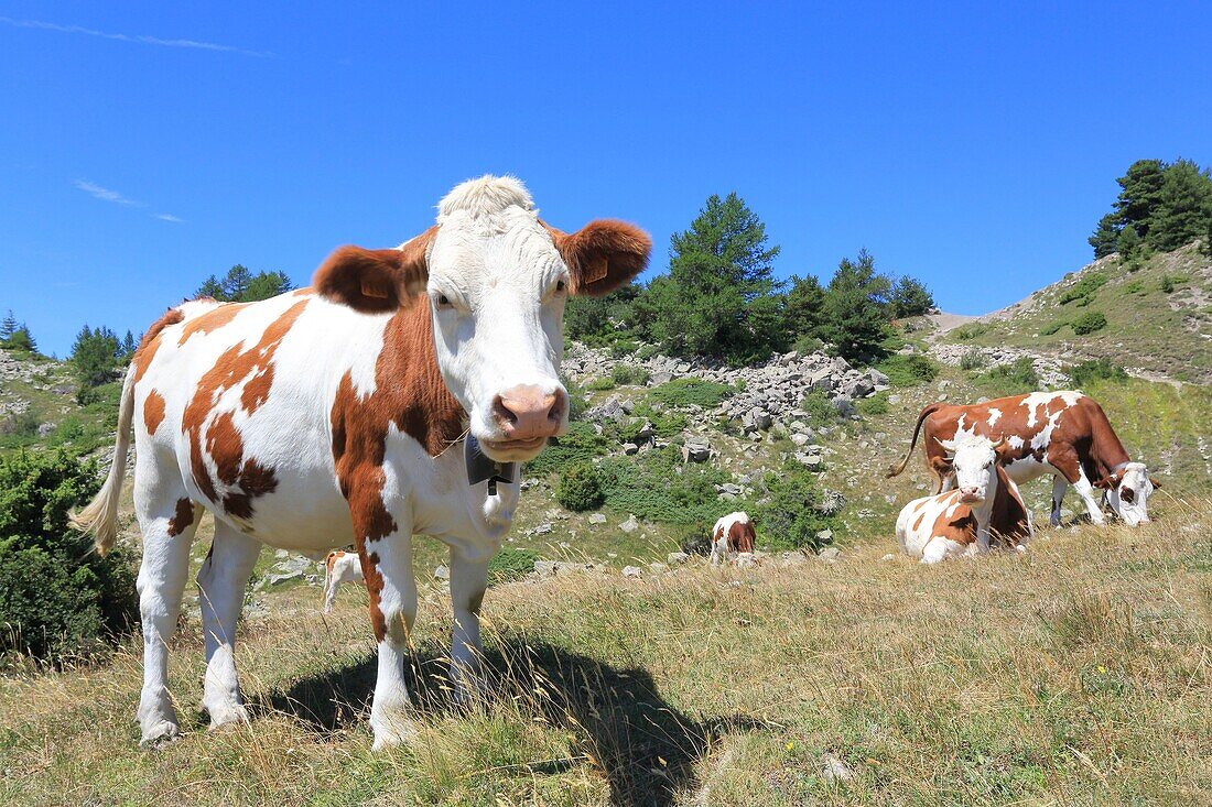 France,Hautes Alpes,Haut Champsaur,Ancelle,Col de Moissiere,cows at liberty in high mountain pastures
