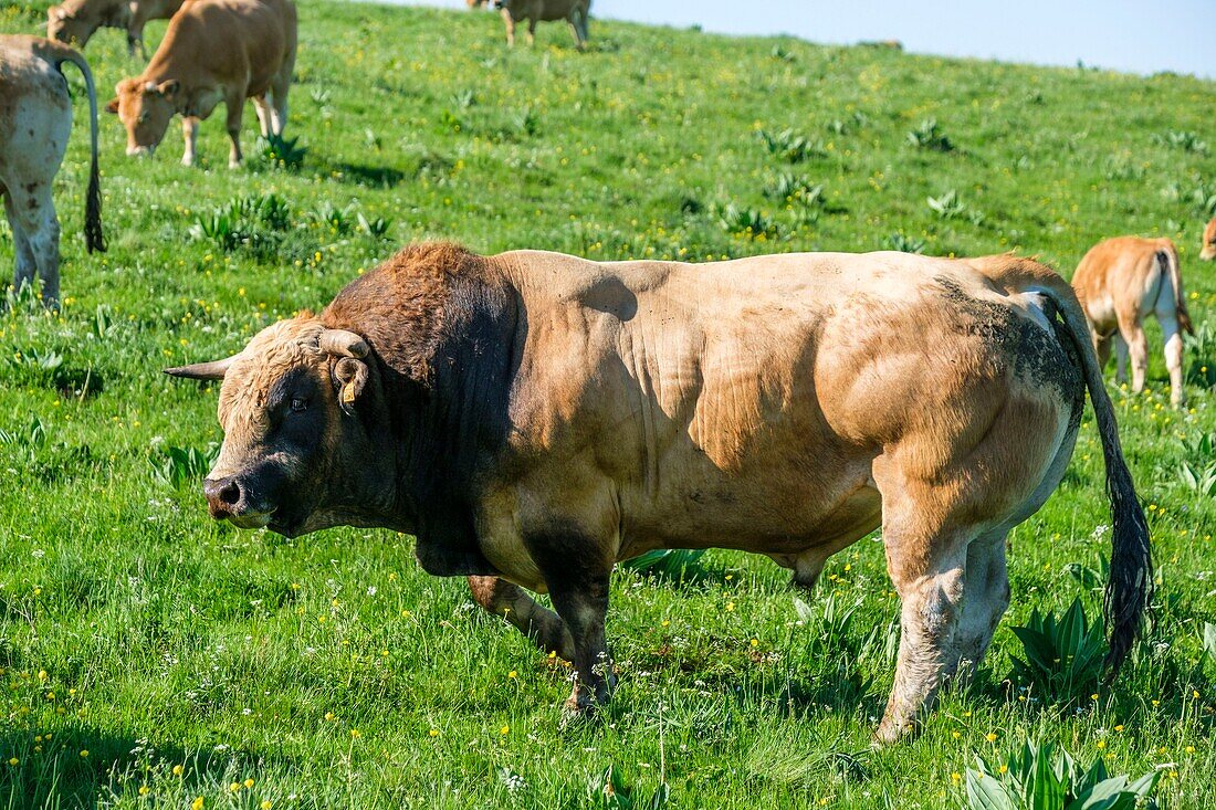 France,Aveyron,Aubrac Regional Nature Park,bull of Aubrac breed