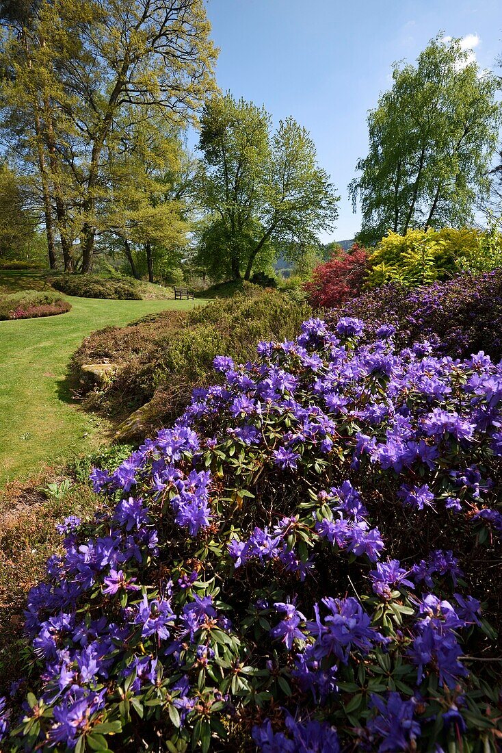 France,Vosges,Ban de Sapt,garden of Callunes,rhododendrons,spring