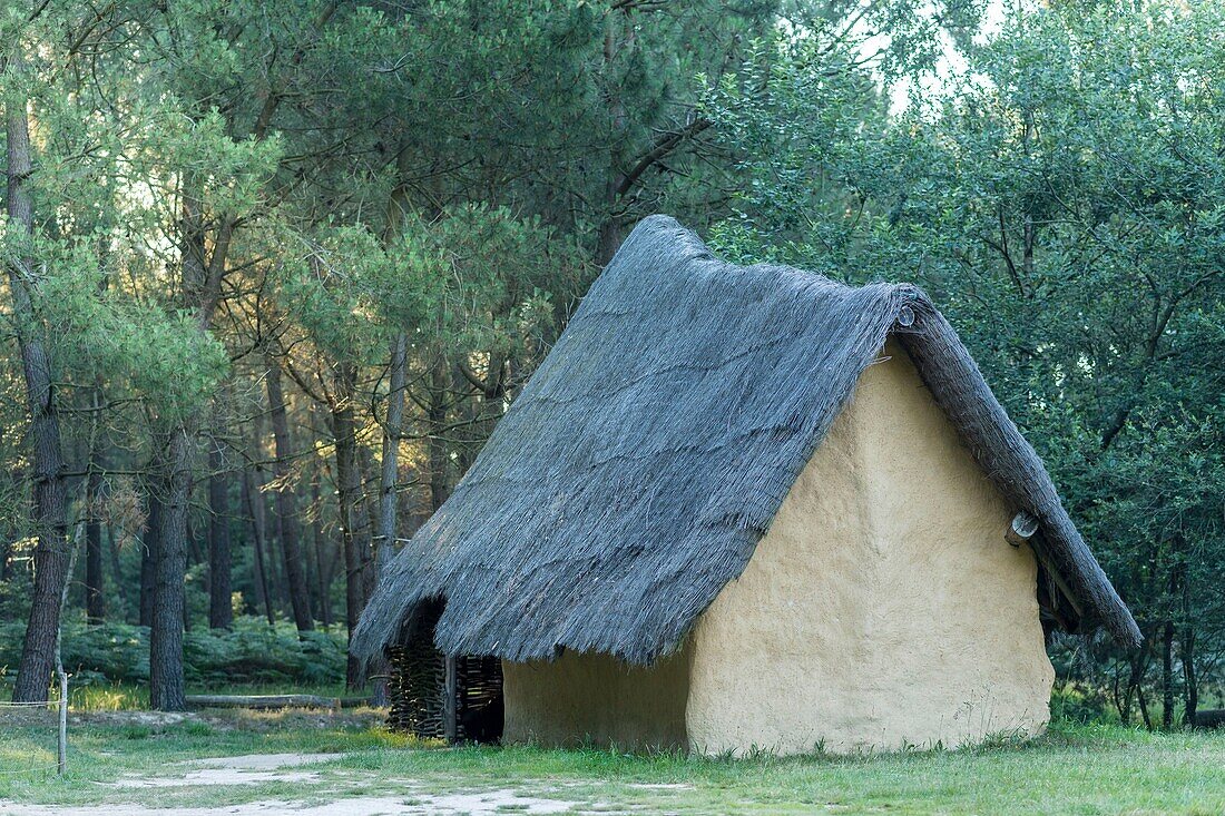 France,Morbihan,Monteneuf,the megalithic domain of the Straight stones at sunrise