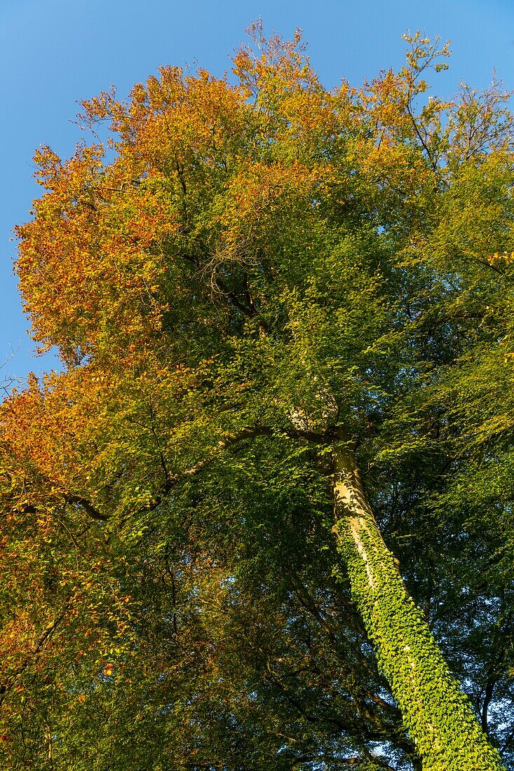 France,Somme,Crécy Forest,Crécy-en-Ponthieu,The Crécy Forest and its beeches famous for the quality of their wood (The white beech of Crécy),early autumn