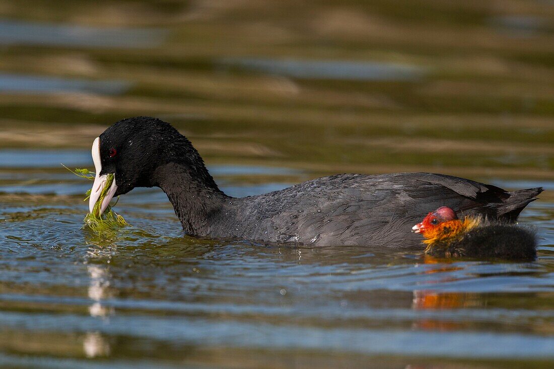 France,Somme,Bay of Somme,Natural Reserve of the Bay of Somme,Saint-Quentin-en-Tourmont,Marquenterre Ornithological Park,Coot (Fulica atra - Eurasian Coot): feeding of young brood by the adults who seek plants at the bottom of the water for their chicks or give them insects and larvae