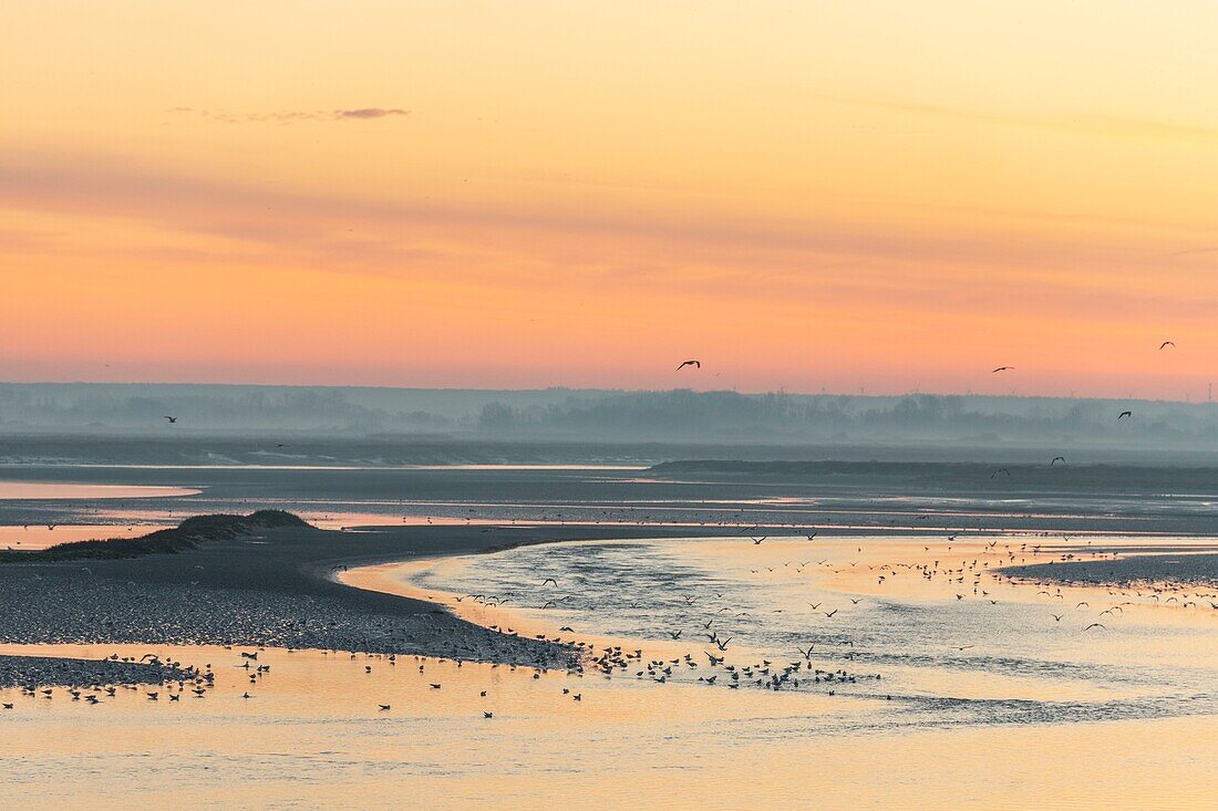 France,Somme,Baie de Somme,Saint-Vaery-sur-Somme,hiver,aube sur la baie depuis les quais de Saint-Valery le long du chenal de la Somme / / France,Somme,Baie de Somme,Dawn on the bay from the quays of Saint-Valery along the channel of the Somme