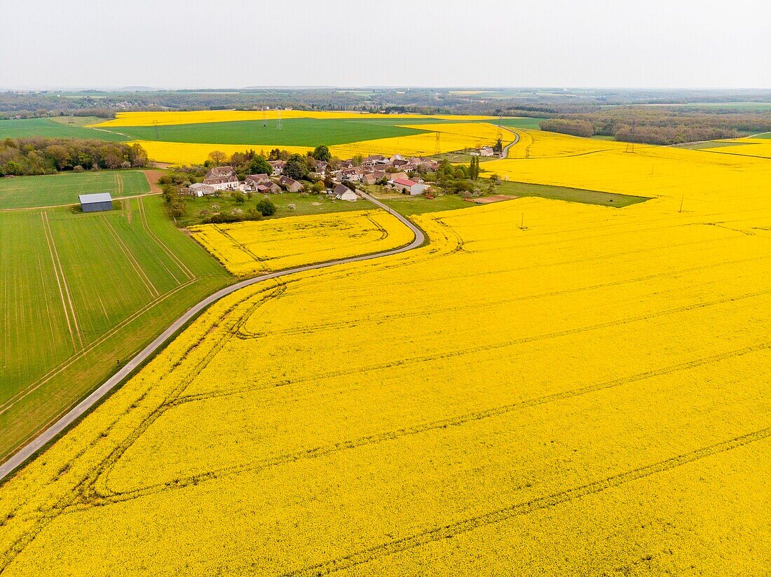 France,Yonne,rapeseed field near Cheroy (aerial view)