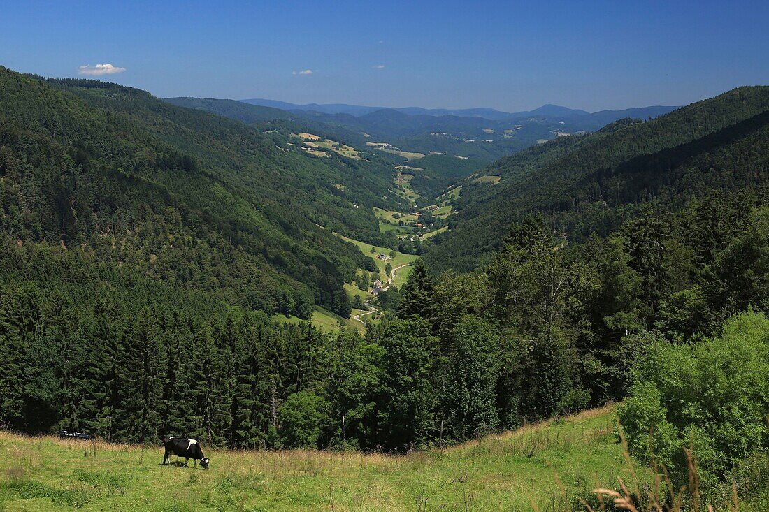 France,Haut Rhin,Hautes Vosges,Col des Bagenelles,view of the valley of Sainte Marie aux Mines