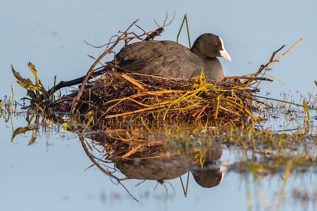 France,Somme,Baie de Somme,Le Crotoy,Crotoy Marsh,Coot (Fulica atra) busy building the nest in the spring