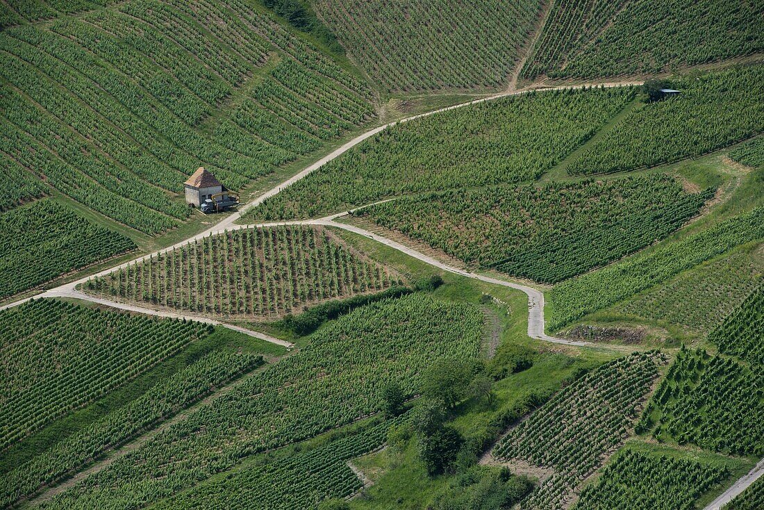 France,Jura,Chateau Chalon,the vineyard